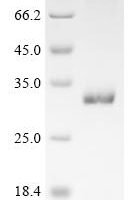 Prunus persica Thaumatin-like protein 2 Recombinant Protein - BioCrest Sci