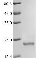 Human Phospholipid hydroperoxide glutathione peroxidase GPX4 (GPX4) (U73S), partial Recombinant Protein, C-10His - BioCrest Sci