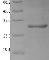 Corylus avellana 2S albuminImported Recombinant Protein - BioCrest Sci