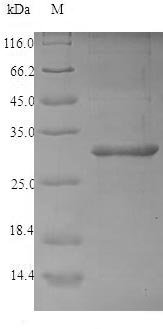 Corylus avellana 2S albuminImported Recombinant Protein, Corylus avellana, E.coli, N-terminal 6xHis-SUMO-tagged, 30.9 kDa, purity >≥ 90% as determined by SDS-PAGE.