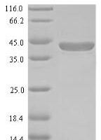 Juniperus ashei Pectate lyase 1 Recombinant Protein, Tag-Free, aa 22–367, Yeast - BioCrest Sci