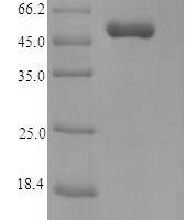 Macaca fascicularis Myelin basic protein (EGM_08965) Recombinant Protein - BioCrest Sci