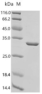 Mouse Fibroblast growth factor 9 (Fgf9) Recombinant Protein, N-His, Mus musculus (Mouse), E.coli, N-terminal 6xHis-tagged, 30.0 kDa, purity >≥ 95% as determined by SDS-PAGE.