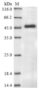 Cricetulus griseus Glutamine synthetase (GLUL) Recombinant Protein, N-His, Cricetulus griseus (Chinese hamster) (Cricetulus barabensis griseus), E.coli, N-terminal 6xHis-tagged, 46.3 kDa, purity >≥ 85% as determined by SDS-PAGE.