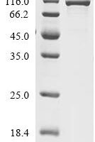 Escherichia coli Leucine--tRNA ligase (leuS) Recombinant Protein - BioCrest Sci