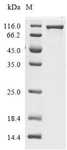 Escherichia coli Leucine--tRNA ligase (leuS) Recombinant Protein, Escherichia coli (strain K12), E.coli, C-terminal 6xHis-tagged, 104.1 kDa, purity >≥ 90% as determined by SDS-PAGE.