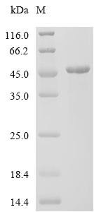 Human Interleukin-11 receptor subunit alpha (IL11RA), partial Recombinant Protein, Homo sapiens (Human), E.coli, C-terminal 6xHis-tagged, 44.6 kDa, purity >≥ 90% as determined by SDS-PAGE.