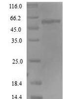 Human Receptor-type tyrosine-protein phosphatase-like N (PTPRN), partial Recombinant Protein, N-His, aa 35–575, Yeast - BioCrest Sci