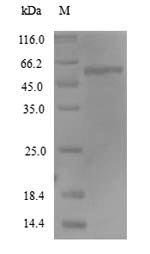 Human Receptor-type tyrosine-protein phosphatase-like N (PTPRN), partial Recombinant Protein, N-His, aa 35–575, Yeast, Homo sapiens (Human), Yeast, N-terminal 6xHis-tagged, 59.3 kDa, purity >≥ 90% as determined by SDS-PAGE.