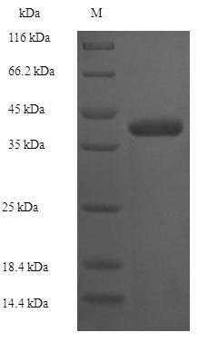 Escherichia coli 1-acyl-sn-glycerol-3-phosphate acyltransferase (plsC) Recombinant Protein, N-His-SUMO, Escherichia coli (strain K12), E.coli, N-terminal 6xHis-SUMO-tagged, 43.5 kDa, purity >≥ 90% as determined by SDS-PAGE.