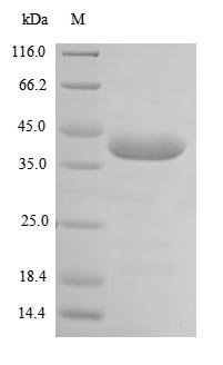 Mouse Platelet glycoprotein VI (Gp6), partial Recombinant Protein, Mus musculus (Mouse), E.coli, N-terminal 6xHis-SUMO-tagged, 43.0 kDa, purity >≥ 85% as determined by SDS-PAGE.