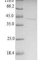 Human 28S ribosomal protein S6, mitochondrial (MRPS6) Recombinant Protein - BioCrest Sci