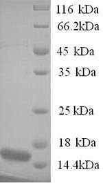 Human Protein BEX3 (NGFRAP1) Recombinant Protein, N-His, Homo sapiens (Human), Yeast, N-terminal 6xHis-tagged, 15.0 kDa, purity >≥ 90% as determined by SDS-PAGE.