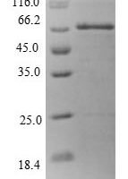Human 28S ribosomal protein S22, mitochondrial (MRPS22) Recombinant Protein - BioCrest Sci