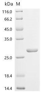 Abrus precatorius Abrin-a, partial Recombinant Protein, Abrus precatorius (Indian licorice) (Glycine abrus), E.coli, Tag-Free, 28.2 kDa, purity >≥ 85% as determined by SDS-PAGE.