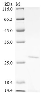 Human 5' (3')-deoxyribonucleotidase, cytosolic type (NT5C) Recombinant Protein, Homo sapiens (Human), Yeast, C-terminal 6xHis-tagged, 24.2 kDa, purity >≥ 90% as determined by SDS-PAGE.