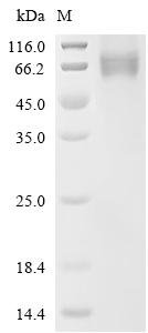 Human HERV-H_2q24.3 provirus ancestral Env polyprotein, partial Recombinant Protein, Homo sapiens (Human), Mammalian cell, C-terminal 10xHis-tagged, 40.5 kDa, purity >≥ 90% as determined by SDS-PAGE.