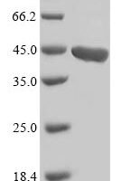 Arabidopsis thaliana Flavonol synthase/flavanone 3-hydroxylase (FLS1) Recombinant Protein - BioCrest Sci