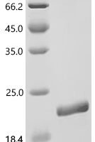 Enterobacteria phage T4 Endolysin (E) Recombinant Protein, C-His-Avi, aa 1–164, E.coli - BioCrest Sci