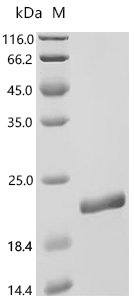Enterobacteria phage T4 Endolysin (E) Recombinant Protein, C-His-Avi, aa 1–164, E.coli, Enterobacteria phage T4 (Bacteriophage T4), E.coli, C-terminal 6xHis-Avi-tagged, 21.5 kDa, purity >≥ 95% as determined by SDS-PAGE.
