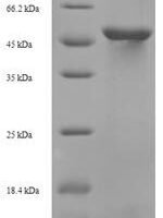 Saccharomyces cerevisiae Probable tRNA threonylcarbamoyladenosine biosynthesis protein KAE1 (KAE1) Recombinant Protein - BioCrest Sci