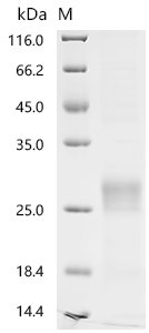 Human T-cell surface glycoprotein CD8 alpha chain(CD8A), partial Recombinant Protein, Homo sapiens (Human), Yeast, C-terminal 6xHis-Myc-tagged, 21.3 kDa, purity >≥ 90% as determined by SDS-PAGE.