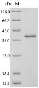 Saccharomyces cerevisiae Glucan 1,3-beta-glucosidase (BGL2) Recombinant Protein, Saccharomyces cerevisiae (strain ATCC 204508 / S288c) (Baker's yeast), E.coli, C-terminal 6xHis-tagged, 38.6 kDa, purity >≥ 95% as determined by SDS-PAGE.