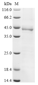 Human Transcription factor Jun (JUN) Recombinant Protein, C-His, aa 1–131, Homo sapiens (Human), Baculovirus, C-terminal 6xHis-tagged, 41.3 kDa, purity >≥ 85% as determined by SDS-PAGE.
