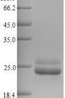 Arabidopsis thaliana 2-Cys peroxiredoxin BAS1, chloroplastic (BAS1) Recombinant Protein, N-His - BioCrest Sci
