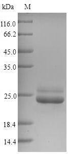 Arabidopsis thaliana 2-Cys peroxiredoxin BAS1, chloroplastic (BAS1) Recombinant Protein, N-His, Arabidopsis thaliana (Mouse-ear cress), Yeast, N-terminal 6xHis-tagged, 24.4 kDa, purity >≥ 90% as determined by SDS-PAGE.