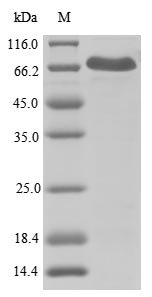 Human NACHT, LRR and PYD domains-containing protein 3 (NLRP3), partial Recombinant Protein, N-His, aa 1–536, Homo sapiens (Human), E.coli, N-terminal 6xHis-tagged, 66.1 kDa, purity >≥ 90% as determined by SDS-PAGE.