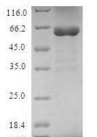 Human Syntaxin-11 (STX11) Recombinant Protein - BioCrest Sci