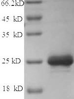 Dog Chymase (CMA1) Recombinant Protein - BioCrest Sci