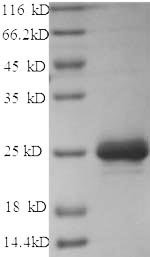 Dog Chymase (CMA1) Recombinant Protein, Canis lupus familiaris (Dog) (Canis familiaris), Yeast, N-terminal 6xHis-tagged, 27.5 kDa, purity >≥ 90% as determined by SDS-PAGE.