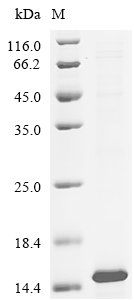 Human Interleukin-13 receptor subunit alpha-1 (IL13RA1), partial Recombinant Protein, Homo sapiens (Human), E.coli, N-terminal 10xHis-tagged, 13.2 kDa, purity >≥ 85% as determined by SDS-PAGE.