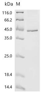 Macaca mulatta Tissue factor pathway inhibitor (TFPI) Recombinant Protein, Macaca mulatta (Rhesus macaque), E.coli, C-terminal 6xHis-tagged, 38.9 kDa, purity >≥ 85% as determined by SDS-PAGE.