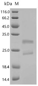 Dog Lipocalin Can f 6.0101 Recombinant Protein, C-His, aa 16–190, Yeast, Canis lupus familiaris (Dog) (Canis familiaris), Yeast, C-terminal 6xHis-tagged, 21.0 kDa, purity >≥ 85% as determined by SDS-PAGE.