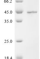 Mouse Protein Wnt-10a (Wnt10a) Recombinant Protein, N-His - BioCrest Sci