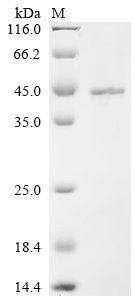 Mouse Protein Wnt-10a (Wnt10a) Recombinant Protein, N-His, Mus musculus (Mouse), Yeast, N-terminal 6xHis-tagged, 43.4 kDa, purity >≥ 95% as determined by SDS-PAGE.