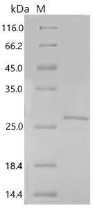 Human MHC class I chain-related molecule B (MICB), partial Recombinant Protein, C-10His, aa 25–198, Homo sapiens (Human), Yeast, C-terminal 10xHis-tagged, 22.1 kDa, purity >≥ 90% as determined by SDS-PAGE.