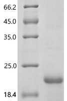 Emericella nidulans Class I hydrophobin rodA (rodA) Recombinant Protein - BioCrest Sci