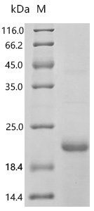 Emericella nidulans Class I hydrophobin rodA (rodA) Recombinant Protein, Emericella nidulans (strain FGSC A4 / ATCC 38163 / CBS 112.46 / NRRL 194 / M139) (Aspergillus nidulans), E.coli, C-terminal 6xHis-tagged, 18.6 kDa, purity >≥ 90% as determined by SDS-PAGE.