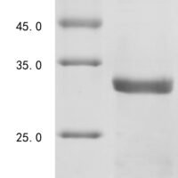 Mouse C-C motif chemokine 21c (Ccl21c) Recombinant Protein - BioCrest Sci