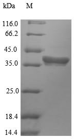 Arabidopsis thaliana Histone deacetylase HDT2 (HDT2) Recombinant Protein, Arabidopsis thaliana (Mouse-ear cress), E.coli, N-terminal 10xHis-tagged and C-terminal Myc-tagged, 37.3 kDa, purity >≥ 90% as determined by SDS-PAGE.