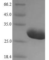 Staphylococcus aureus Enterotoxin type H (entH) Recombinant Protein, N-10His - BioCrest Sci