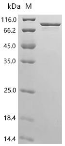 Escherichia coli RNA polymerase sigma factor rpoD (rpoD) Recombinant Protein, Escherichia coli (strain K12), E.coli, C-terminal 6xHis-tagged, 77.2 kDa, purity >≥ 90% as determined by SDS-PAGE.