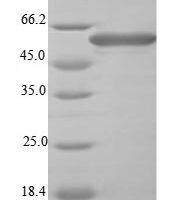 Shigella flexneri Flagellin C (fliC) Recombinant Protein - BioCrest Sci