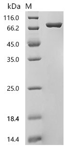 Mouse Osteopontin (Spp1), partial Recombinant Protein, C-10His, Mus musculus(Mouse), Mammalian cell, C-terminal 10xHis-tagged, 33.0 kDa, purity >≥ 95% as determined by SDS-PAGE.