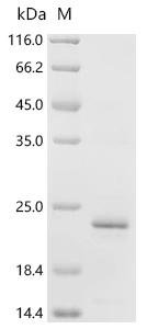 Human Activating signal cointegrator 1 complex subunit 3 (ASCC3) Recombinant Protein, C-His, Homo sapiens (Human), E.coli, C-terminal 6xHis-tagged, 19.9 kDa, purity >≥ 85% as determined by SDS-PAGE.