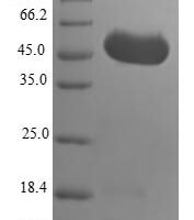 Human GrpE protein homolog 1, mitochondrial (GRPEL1) Recombinant Protein, N-GST, Full-Length - BioCrest Sci